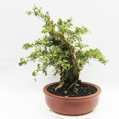 Bonsai do wnętrz - Cudrania equisetifolia - 2