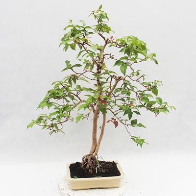 Indoor Bonsai - Australian Cherry - Eugenia uniflora - 2