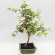 Indoor Bonsai - Australian Cherry - Eugenia uniflora - 2/4