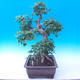 Outdoor bonsai -Javor babyka - Acer campestre - 2/5