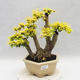 Indoor bonsai -Ligustrum Aurea - dziób ptaka - 2/6