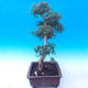 Outdoor bonsai -Javor babyka - Acer campestre - 2/6