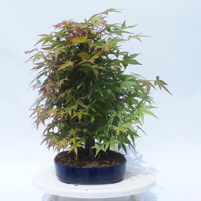 Acer palmatum - klon - gaj - 2
