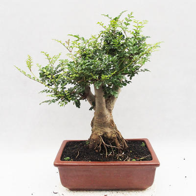 Indoor Bonsai - Fraxinus uhdeii - Indoor Ash - 2