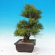 Outdoor bonsai - Pinus thunbergii - Sosna Thunbergova - 2/5