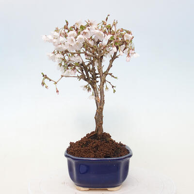 Bonsai zewnętrzne - Prunus incisa Kojou-no mai-cięcie śliwki - 2