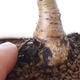 Bonsai zewnętrzne - Ulmus parvifolia SAIGEN - Wiąz drobnolistny - 2/7