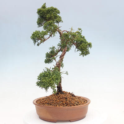 Outdoor bonsai - Juniperus chinensis Kishu - chiński jałowiec - 2