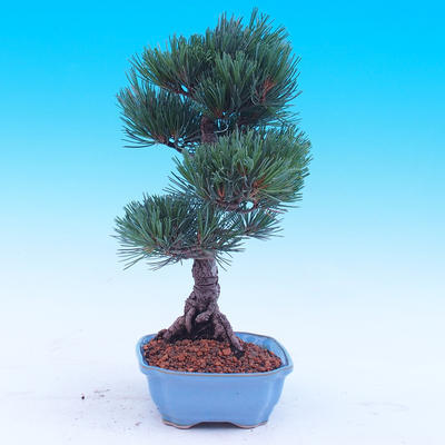 Outdoor bonsai -Borovice drobnokvětá - Pinus parviflora glauca - 2