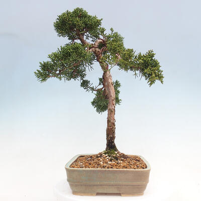 Outdoor bonsai - Juniperus chinensis Kishu - chiński jałowiec - 2