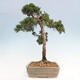 Outdoor bonsai - Juniperus chinensis Kishu - chiński jałowiec - 2/4