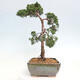 Outdoor bonsai - Juniperus chinensis Kishu - chiński jałowiec - 2/4