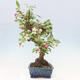 Outdoor bonsai -Malus Halliana - owocach jabłoni - 2/7