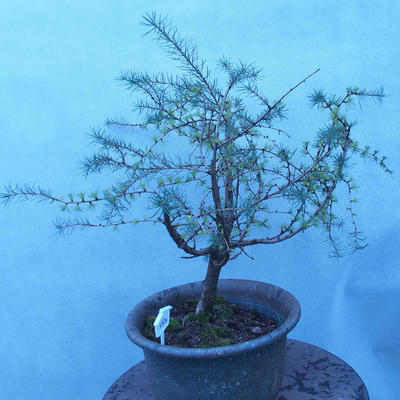 Yamadori - Modrzew liściastych - Larix decidua - 2