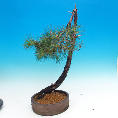 Outdoor bonsai - Pinus Sylvestris - Forest Pine - 2