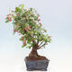 Outdoor bonsai -Malus Halliana - owocach jabłoni - 2/7