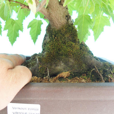 Outdoor bonsai - Acer ginala - Klon ognisty - 2
