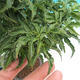 Bonsai na zewnątrz - Acer palmatum Shishigashira - 2/3