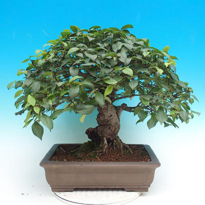 Outdoor bonsai - Glamour GILBRA Jilm habrolist - 2