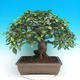 Outdoor bonsai - Glamour GILBRA Jilm habrolist - 2/3