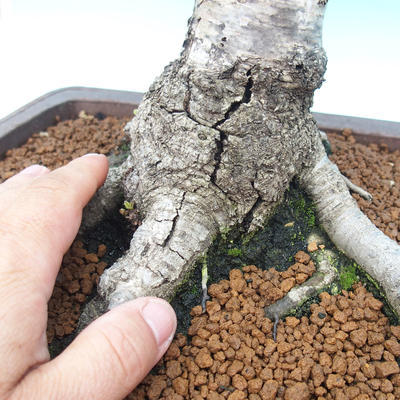 Outdoor bonsai - Biała brzoza - betula - 2