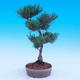 Outdoor bonsai -Borovice drobnokvětá - Pinus parviflora glauca - 2/7