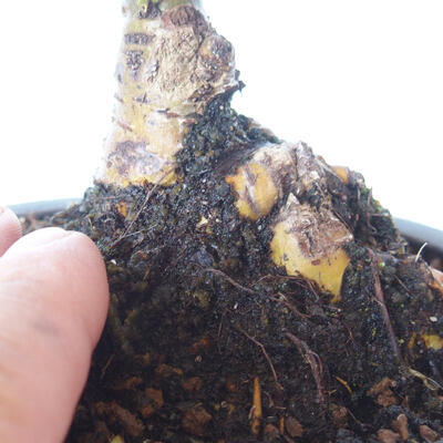Bonsai zewnętrzne - Ulmus parvifolia SAIGEN - Wiąz drobnolistny - 2