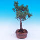 Outdoor bonsai -Borovice drobnokvětá - Pinus parviflora glauca - 2/6