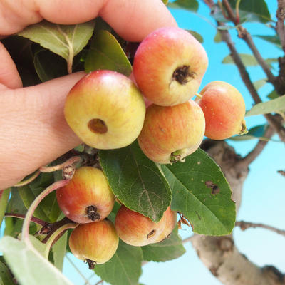 Outdoor bonsai - Malus halliana - jabłoń Malplate - 2