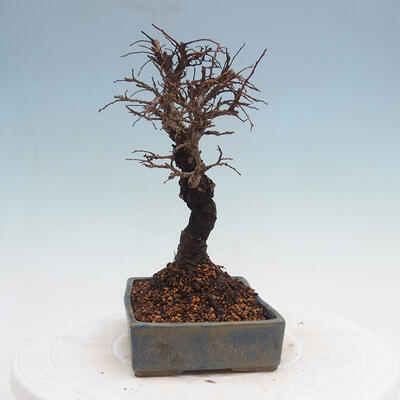 Outdoor bonsai - Zelkova - Zelkova NIRE - 2