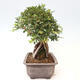 Outdoor bonsai - Zelkova - Zelkova NIRE - 2/6