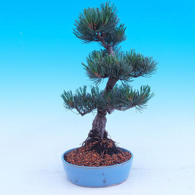Outdoor bonsai -Borovice drobnokvětá - Pinus parviflora glauca - 2