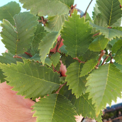 Outdoor bonsai-Ulmus Glabra-Solidny sztywny - 2