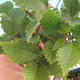 Outdoor bonsai-Ulmus Glabra-Solidny sztywny - 2/2