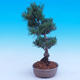 Outdoor bonsai -Borovice drobnokvětá - Pinus parviflora glauca - 2/6