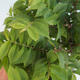 Outdoor bonsai-Ulmus Elegantissima Jack. Hillier-Jílm elegancki - 2/2
