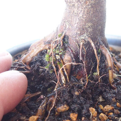 Bonsai zewnętrzne - palma Acer. Atropurpureum-Czerwony liść palmowy - 2