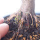 Bonsai zewnętrzne - palma Acer. Atropurpureum-Czerwony liść palmowy - 2/5