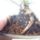 Bonsai zewnętrzne - Ulmus parvifolia SAIGEN - Wiąz drobnolistny - 2/7