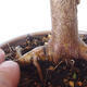 Bonsai zewnętrzne - palma Acer. Atropurpureum-Czerwony liść palmowy - 2/5