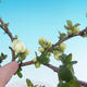 Outdoor bonsai - Chaenomeles superba jet trail - Biała pigwa - 2/4
