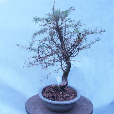 Yamadori - Modrzew liściastych - Larix decidua - 2