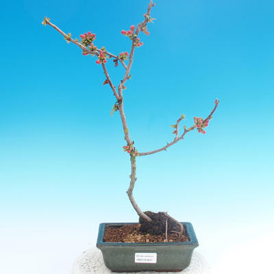 Outdoor bonsai - Chaneomeles japonica - Pigwa japońska - 2