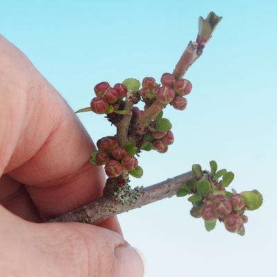 Outdoor bonsai - Chaneomeles japonica - Pigwa japońska - 2