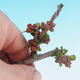 Outdoor bonsai - Chaneomeles japonica - Pigwa japońska - 2/4