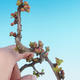 Outdoor bonsai - Chaneomeles japonica - Pigwa japońska - 2/4