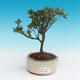 Outdoor bonsai - Rhododendron sp. - Azalia różowa - 2/3