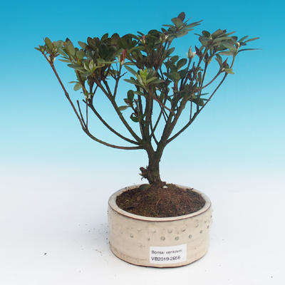 Outdoor bonsai - Rhododendron sp. - Azalia różowa - 2