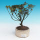 Outdoor bonsai - Rhododendron sp. - Azalia różowa - 2/3