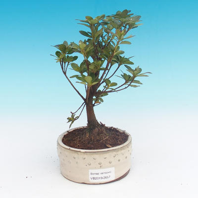 Outdoor bonsai - Rhododendron sp. - Azalia różowa - 2